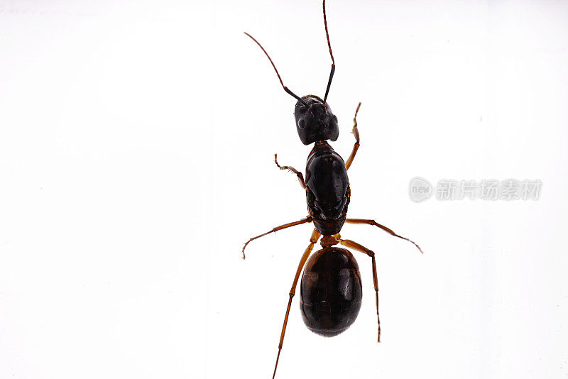 Camponotus sanctus 蚁后